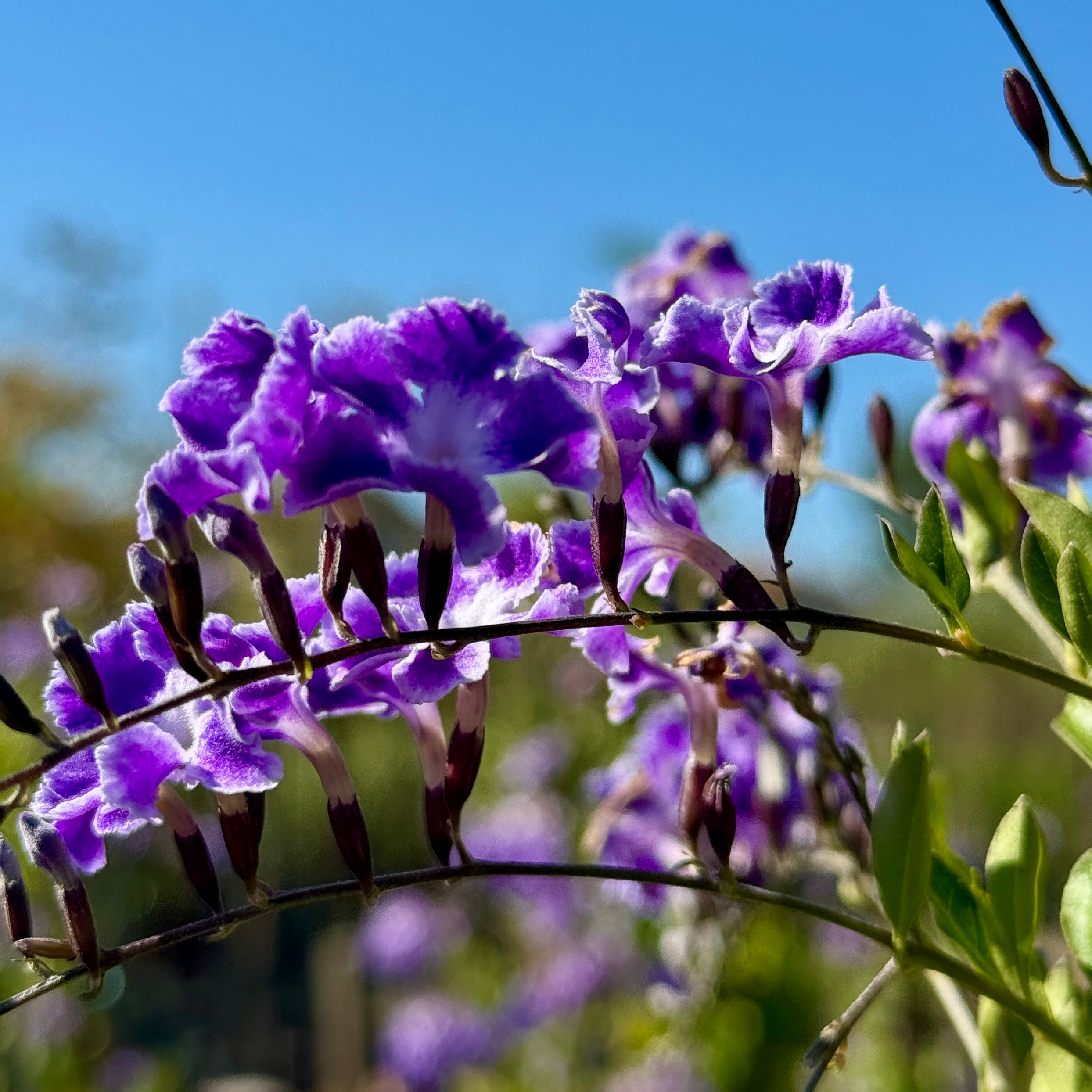 skyflower hanging plant Sky Flower Flower Shrub