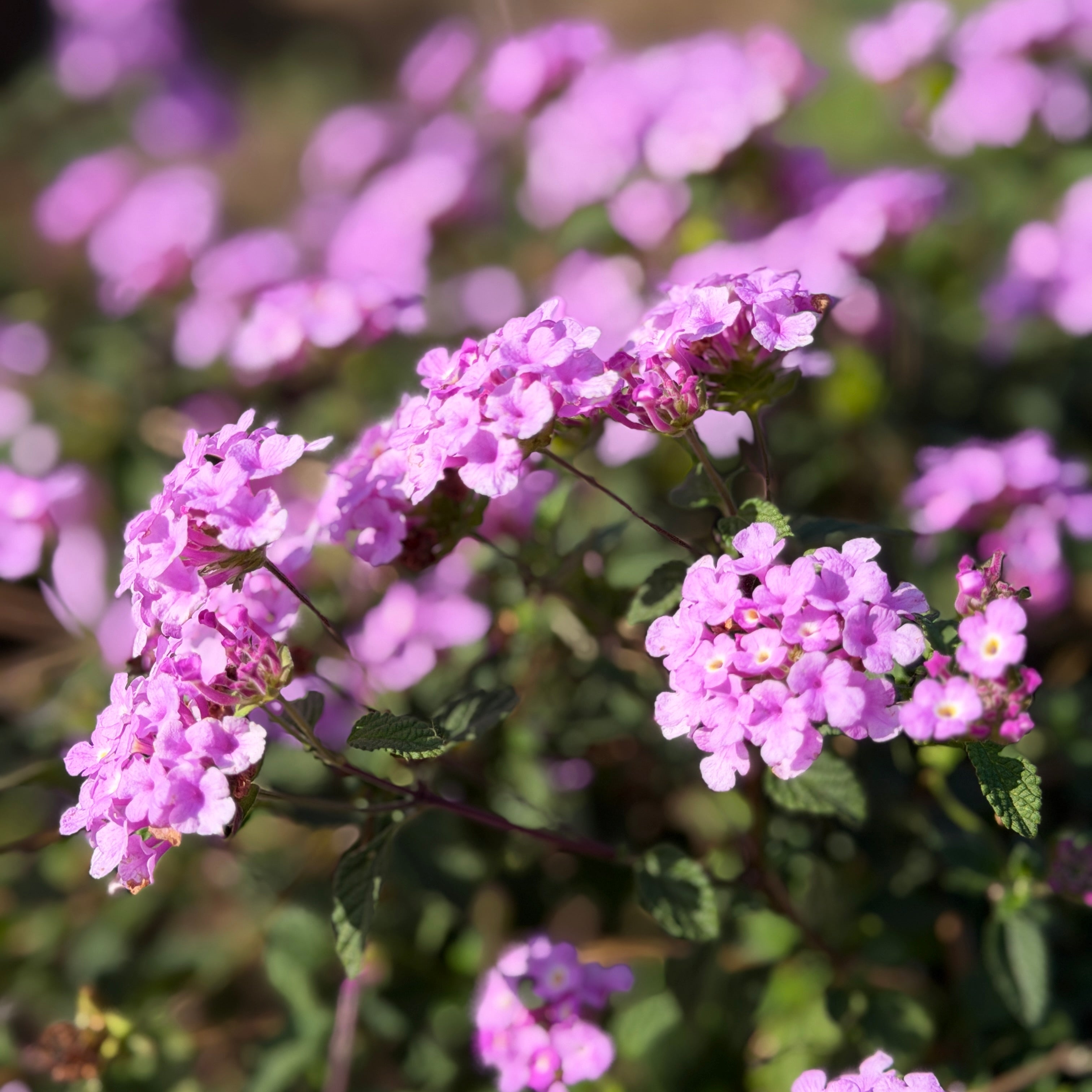trailing lavender lantana plant Purple Trailing Lantana Flower Shrub