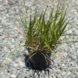 Karl Foerster Feather Reed Grass - C&J Gardening Center