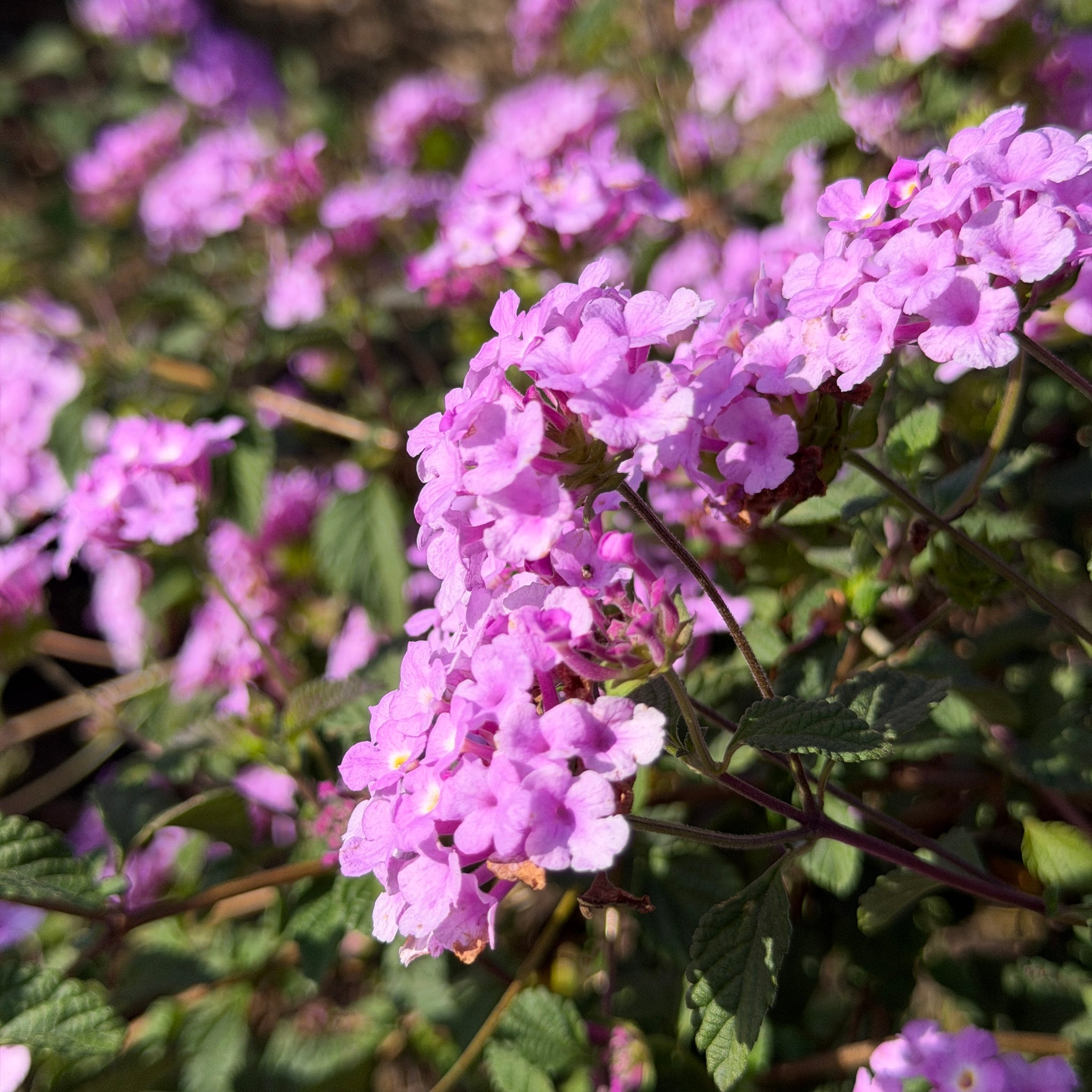 Purple Trailing Lantana Flower Shrub