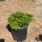 Dwarf Mock Orange - C&J Gardening Center