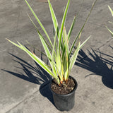 Variegated Flax Lily - C&J Gardening Center