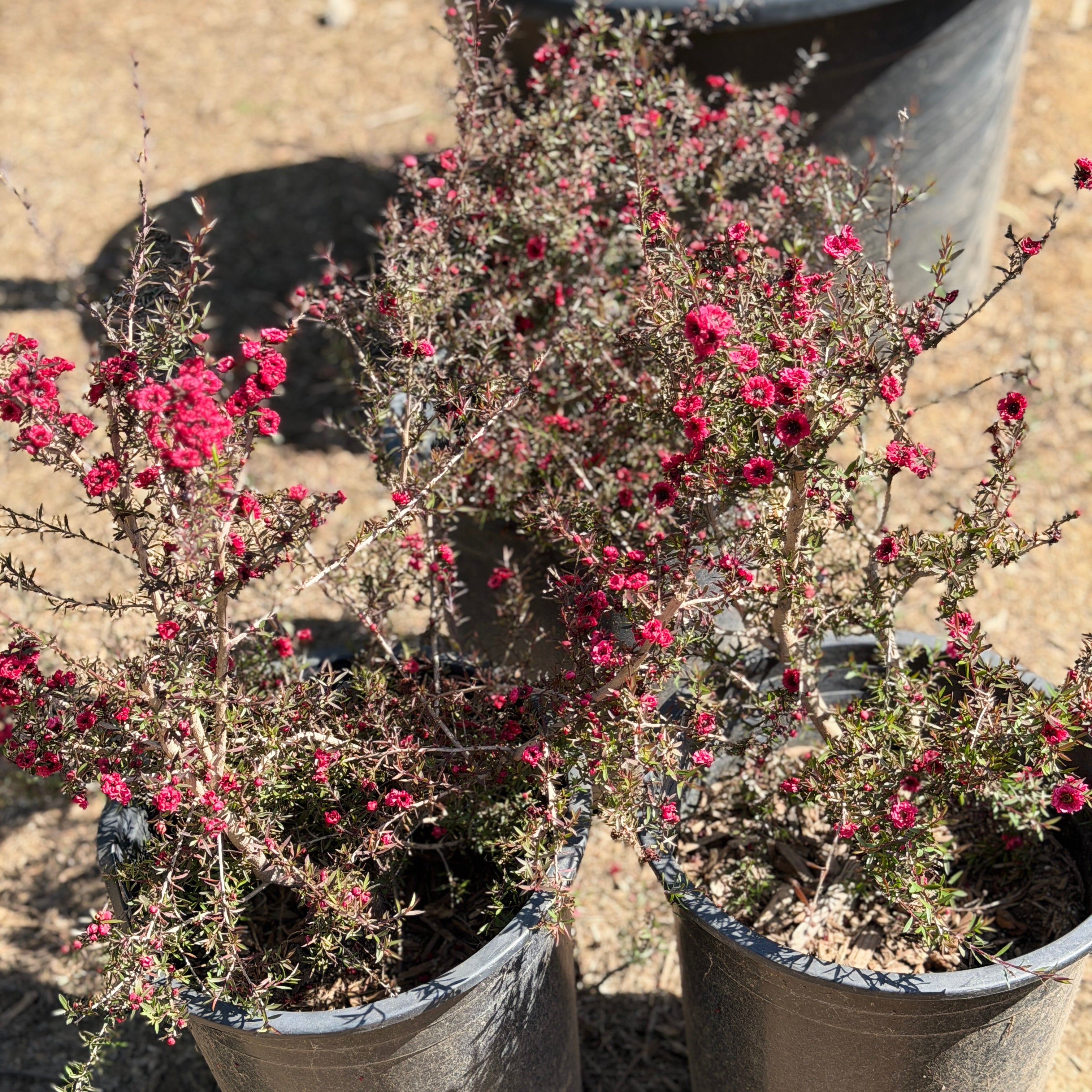 tea tree house plant Red New Zealand Tea Tree Flower Shrub