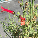 Baja Bush Snapdragon - C&J Gardening Center