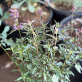 Purple Haze Hummingbird Mint - C&J Gardening Center