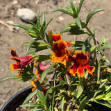 Jelly Bean Fiesta Marigold Monkeyflower - C&J Gardening Center
