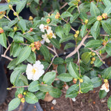 White Shade Setsugekka Camellia