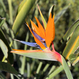 Bird of Paradise