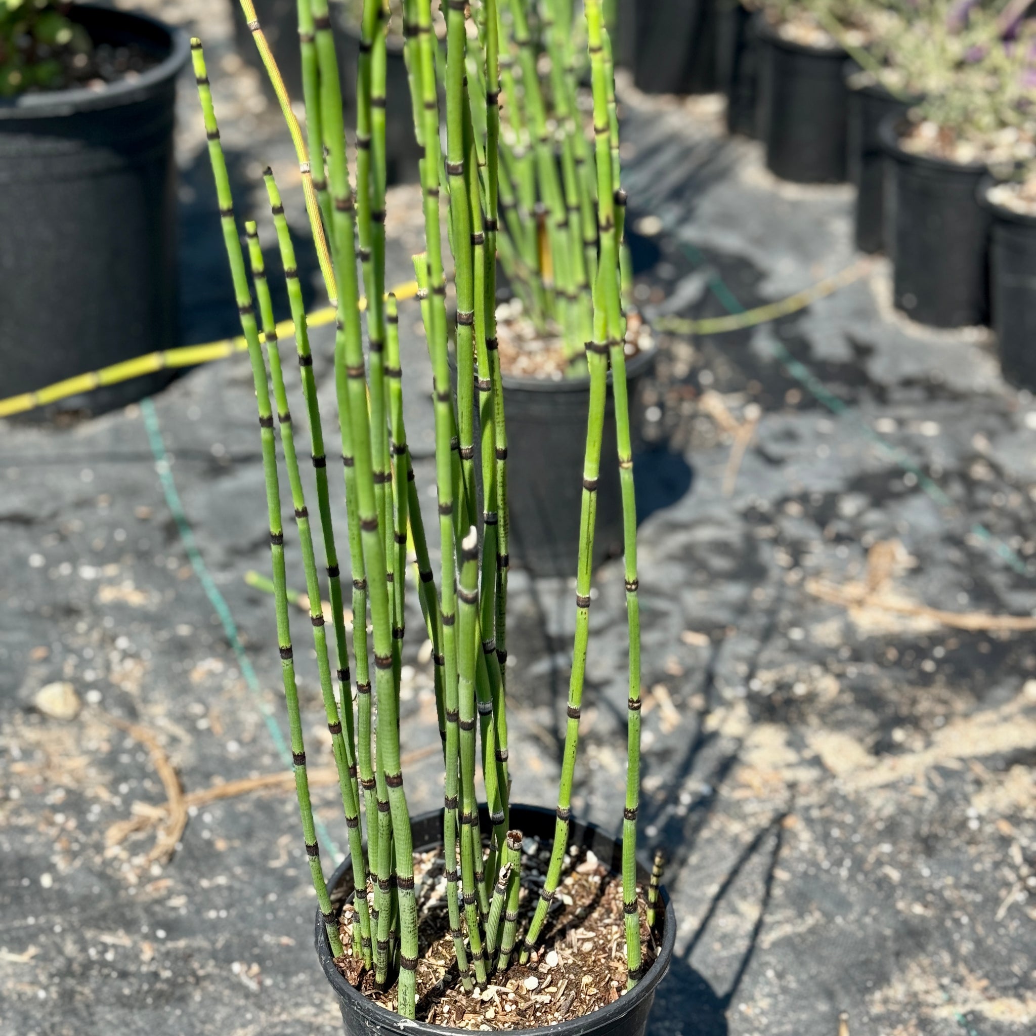 Horsetail Grass Hedge Shrub