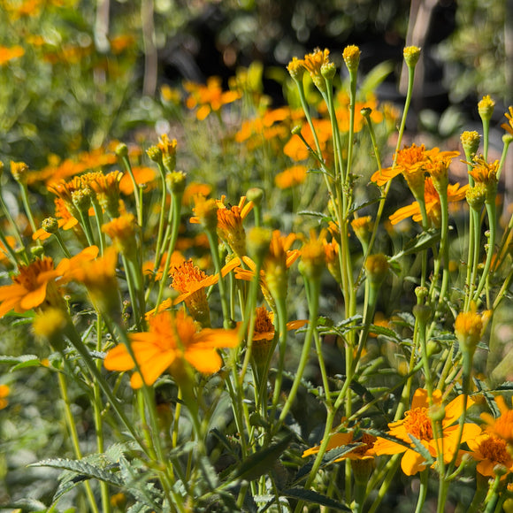 Mexican Marigold