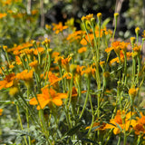 Mexican Marigold
