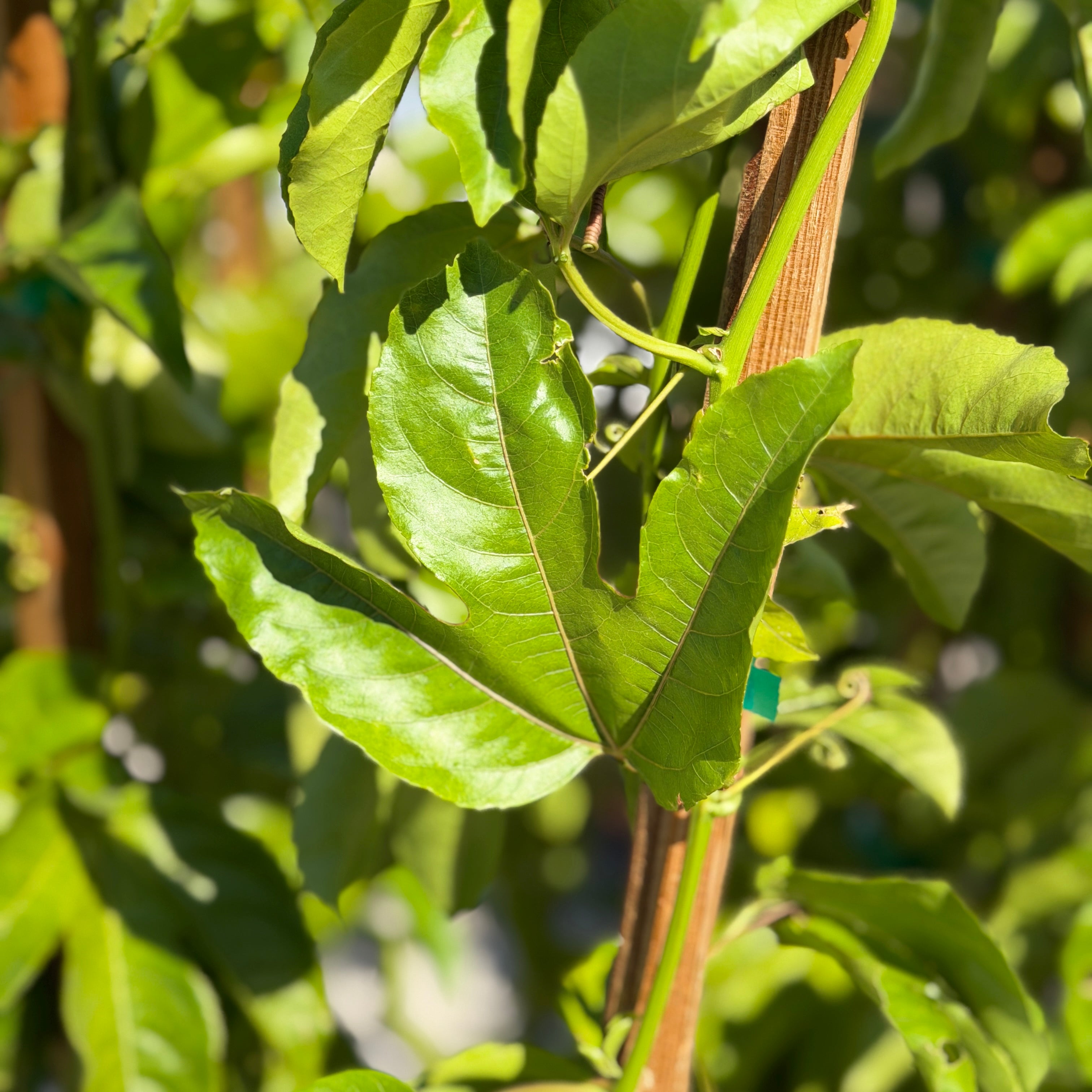 Passion Fruit Tree Plant 5 Gallon Staked 2-3 ft Passiflora Edulis Tropical Fruit Vine USDA Zones 9-11 Purple Flowers Year Round Harvest