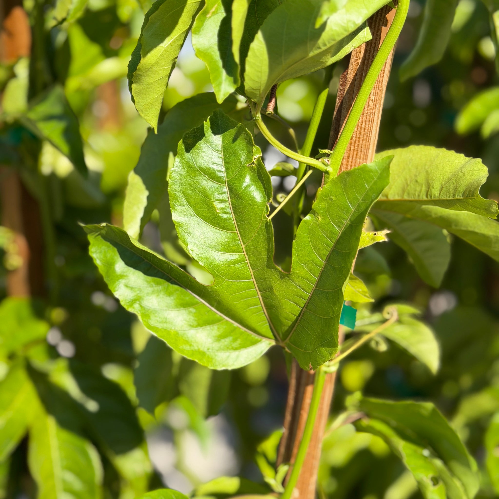 passion fruit plant fertilizer Passion Fruit