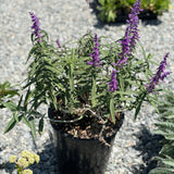 Mexican Bush Sage - C&J Gardening Center