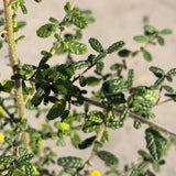 Julia Phelps California Lilac