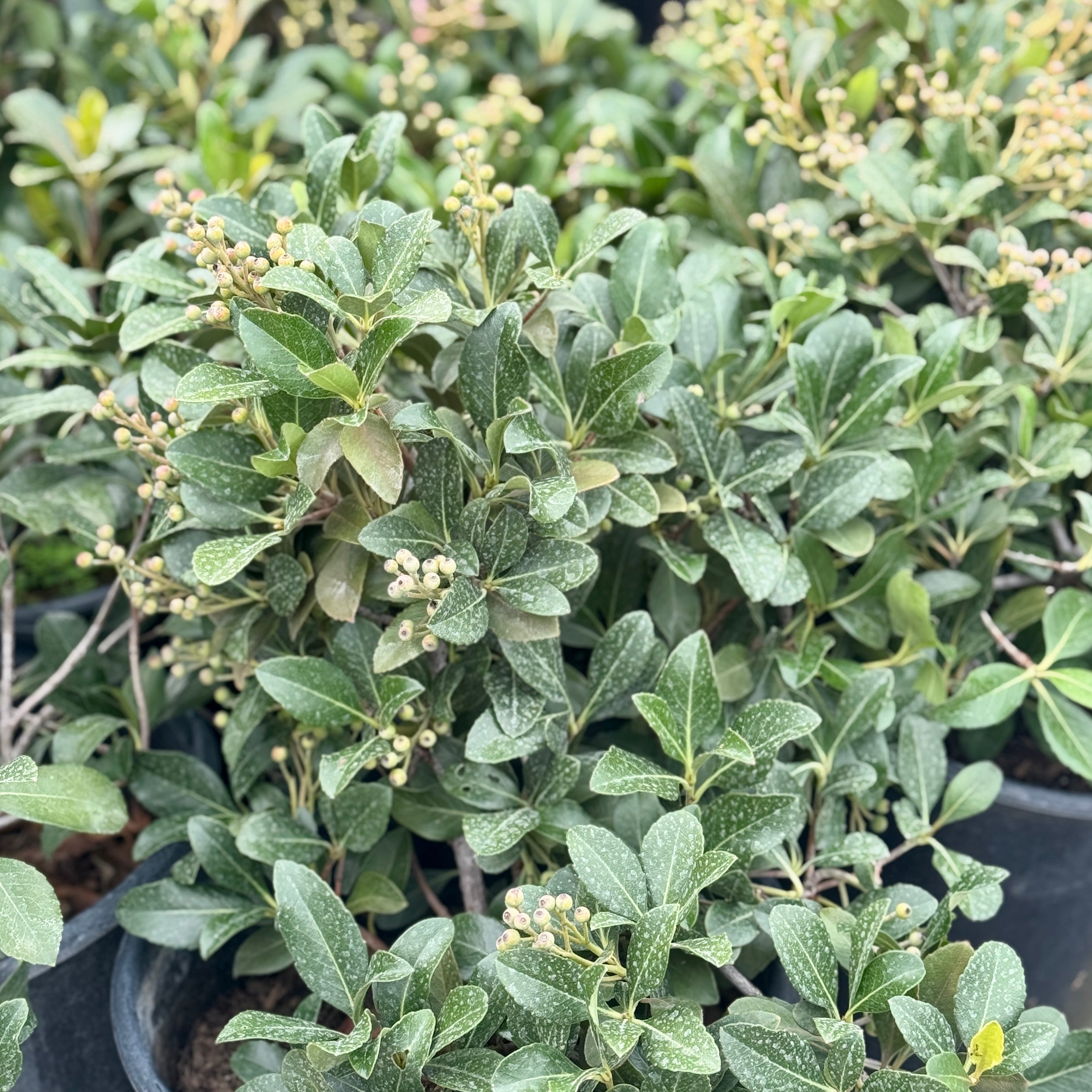 Indian Hawthorn | C&J Gardening Center