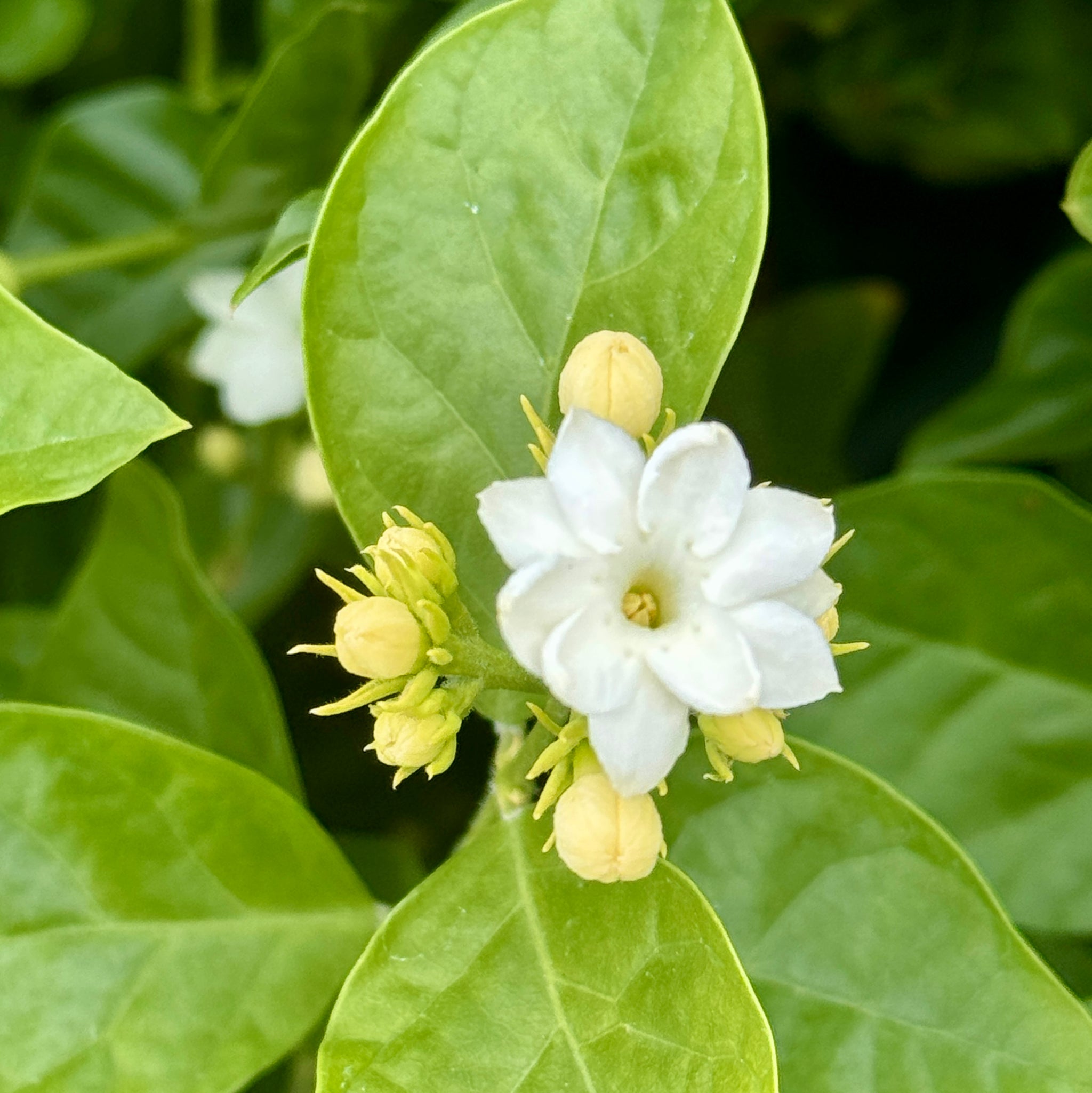 michelia alba flower seeds Michelia Alba - White Champaca