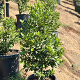 Carolina Cherry Laurel