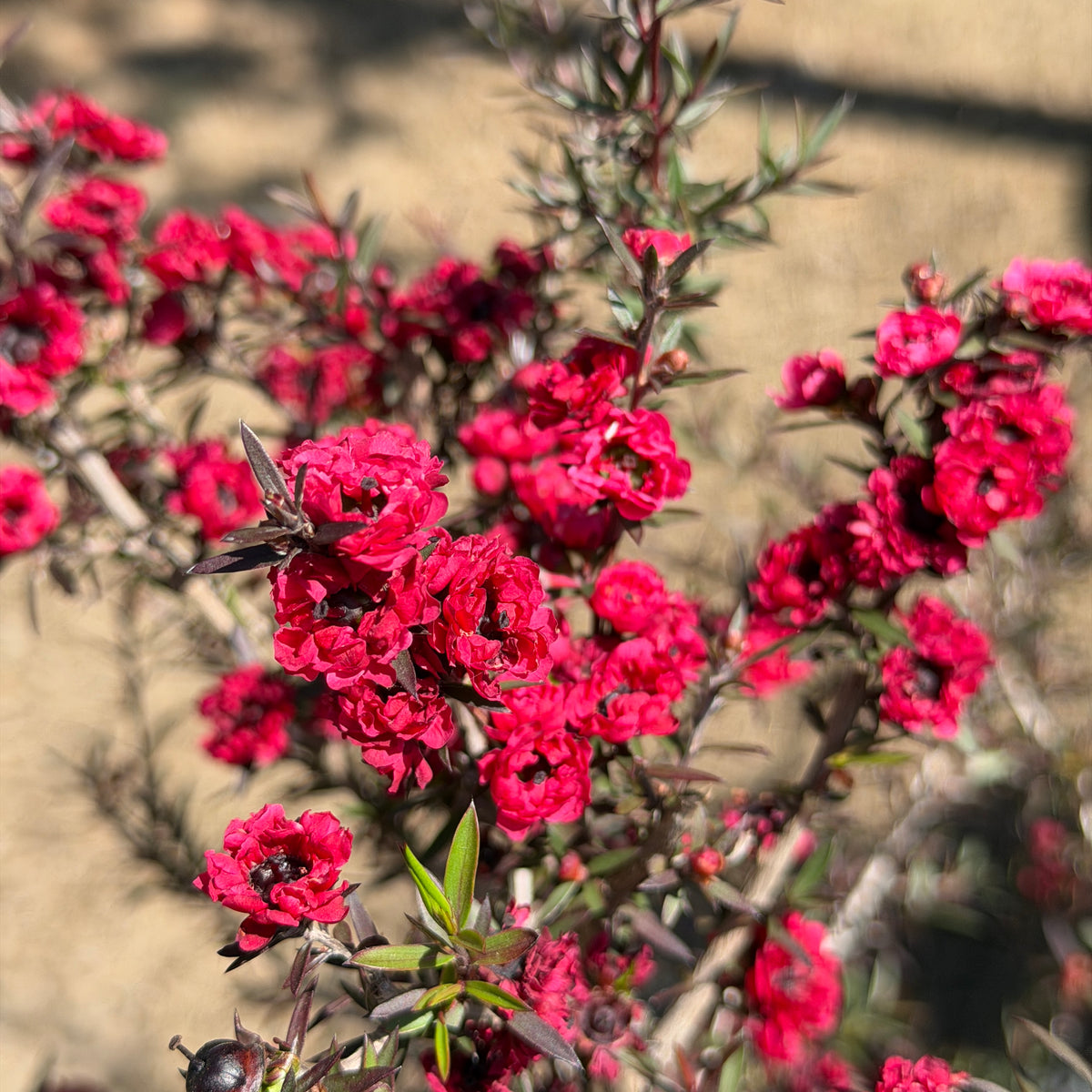 Redshank Tree Tea Red New Zealand Tea Tree | C&J Gardening Center