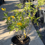 Yellow Trumpet Flower