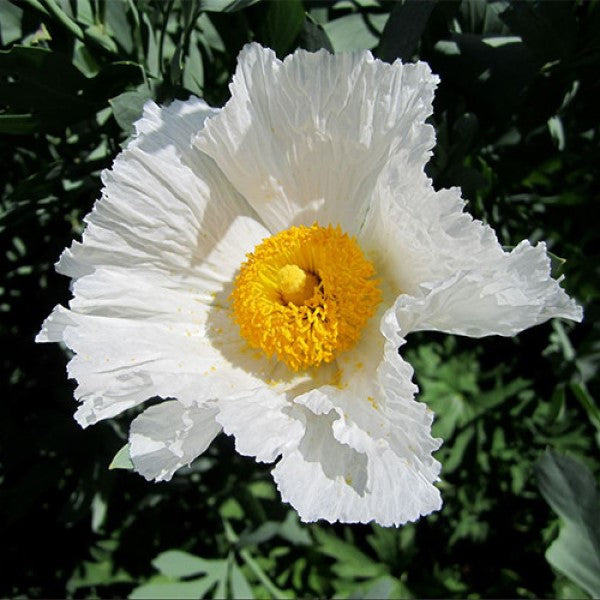 California Tree Poppy | C&J Gardening Center