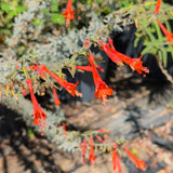 California Fuchsia - C&J Gardening Center