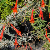 California Fuchsia - C&J Gardening Center