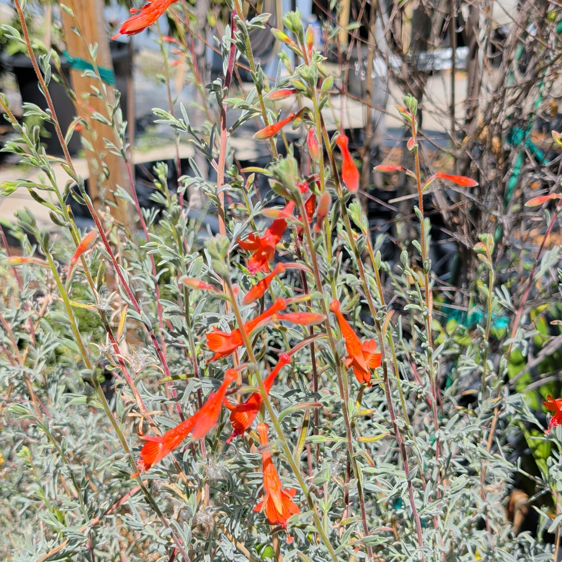 California Fuchsia | C&J Gardening Center
