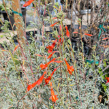 California Fuchsia - C&J Gardening Center