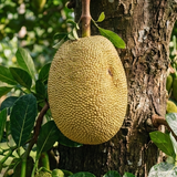 Cantaloupe Jackfruit
