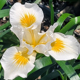 Canyon Snow White Iris