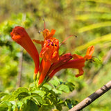 Cape Honeysuckle - C&J Gardening Center