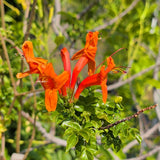 Cape Honeysuckle - C&J Gardening Center