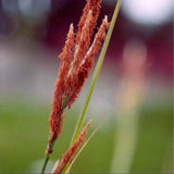 San Diego Sedge - C&J Gardening Center