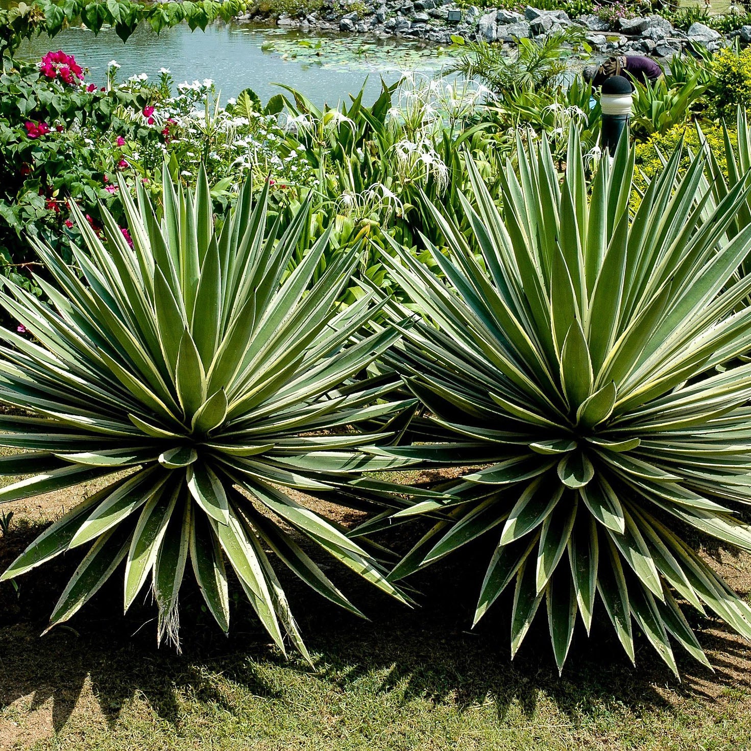 Caribbean Striped Agave | C&J Gardening Center