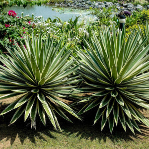 linie 459 agave Caribbean Striped Agave Desert