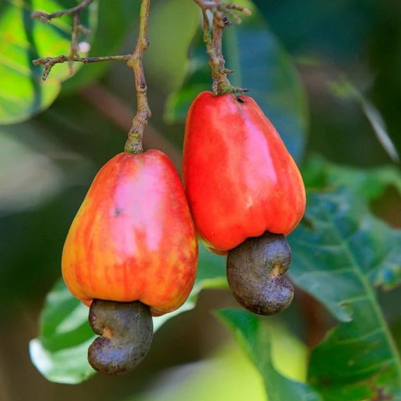 Cashew Tree