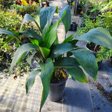 Cast Iron Plant - C&J Gardening Center