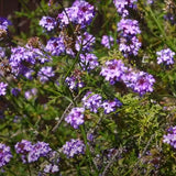 Purple Cedros Island Verbena