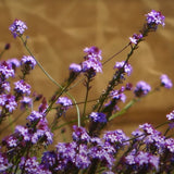 Purple Cedros Island Verbena