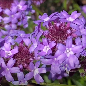 Purple Cedros Island Verbena