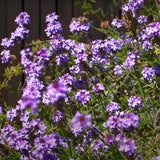 Purple Cedros Island Verbena