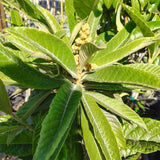 Champagne Loquat - C&J Gardening Center