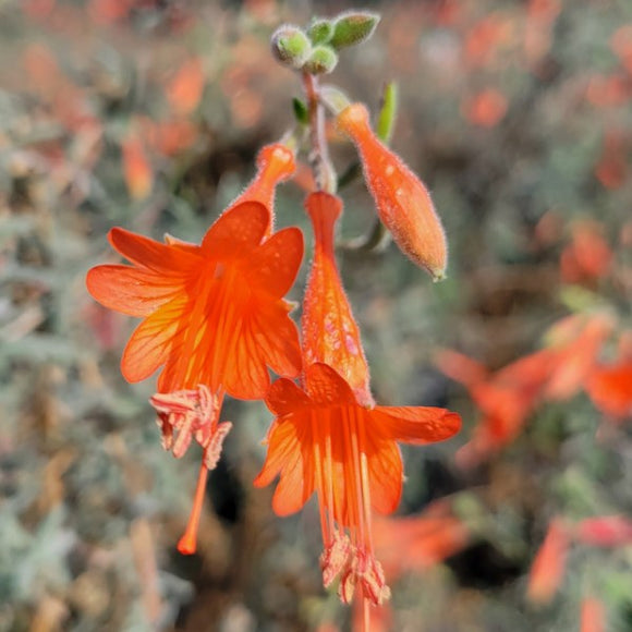 Chaparral Silver California Fuchsia