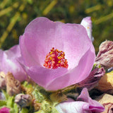 Chaparral Mallow - C&J Gardening Center