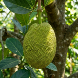 菠蘿蜜