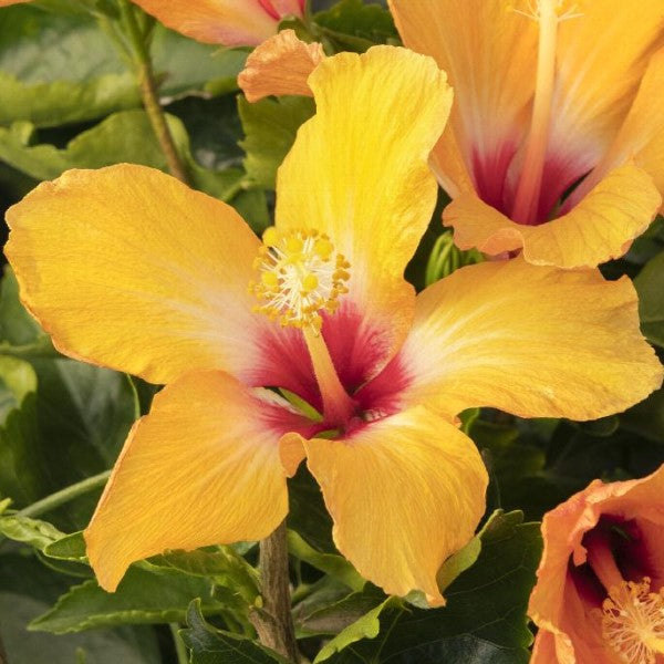 Cherie Tropical Hibiscus | C&J Gardening Center