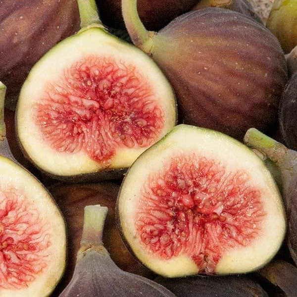Chicago Hardy Fig | C&J Gardening Center