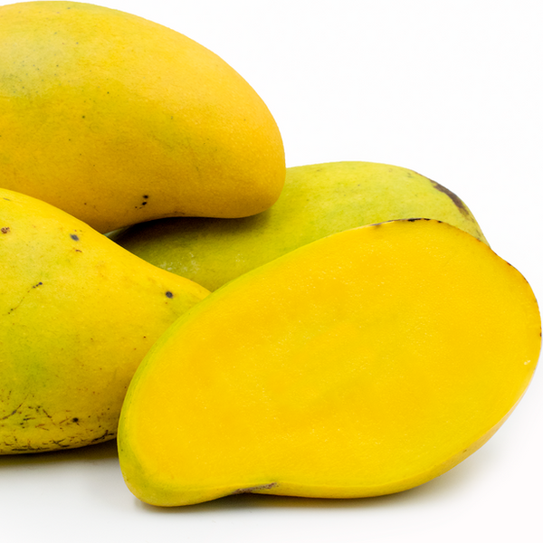 Choc Anon (Miracle) Mango | C&J Gardening Center