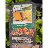 Choc Anon (Miracle) Mango - C&J Gardening Center